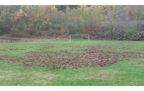 PAS DE CONFINEMENT POUR LES SANGLIERS...